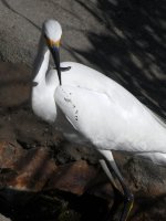 Egret6.jpg
