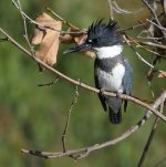 Kingfisher.jpg