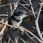 Kingfisher5.jpg