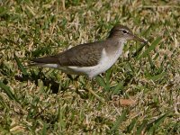 Sandpiper2.jpg
