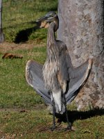 BlueHeron13.jpg