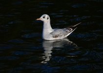 DSC_0662.jpg