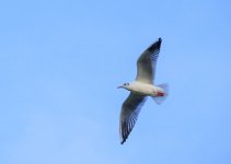 DSC_0629.jpg