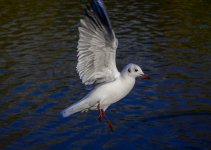 DSC_0708.jpg