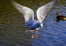 DSC_0711.jpg