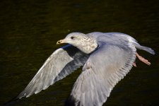 DSC_0721.jpg