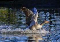DSC_1076.jpg