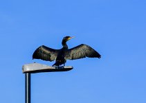 DSC_1106.jpg