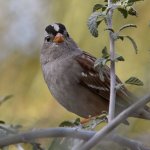 Sparrow2.jpg