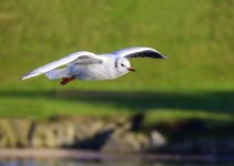 DSC_1021.jpg