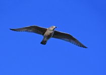 DSC_1055.jpg