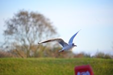 DSC_0793.jpg