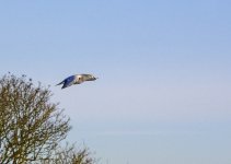 DSC_0989.jpg