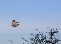 DSC_0990.jpg