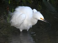 Egret2.jpg