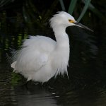 Egret3.jpg