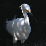 Egret4.jpg