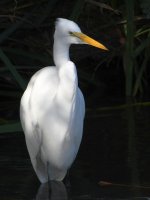 Egret.jpg