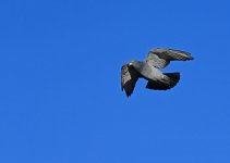 DSC_1012.jpg