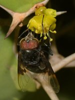 Fly6.jpg