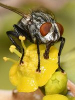 Fly12.jpg