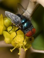 Fly17.jpg