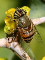 Fly.jpg
