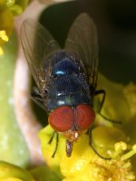 Fly3.jpg
