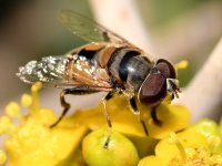 Fly5.jpg