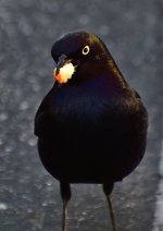 _ROY6078.jpg