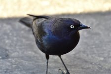 _ROY6091.jpg