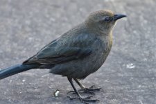 _ROY6092.jpg
