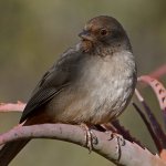 Towhee2.jpg