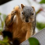 Squirrel.jpg