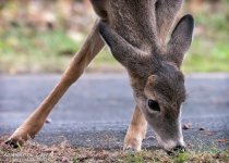 _NIK1403 edit 2 low res.jpg