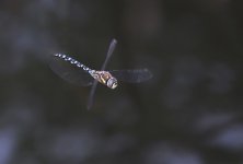 dsc_3891_36797054801_o.jpg