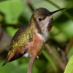 Hummer25.jpg