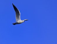 DSC_1265p.jpg
