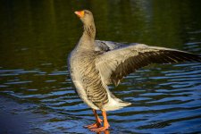 DSC_1181.jpg