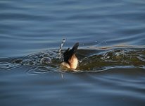 DSC_1215.jpg