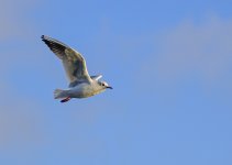 DSC_1120.jpg