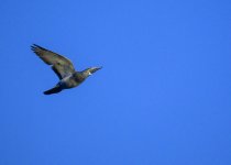 DSC_1209.jpg