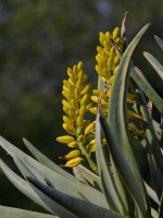 Cactus2.jpg