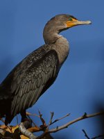 Cormorant2.jpg