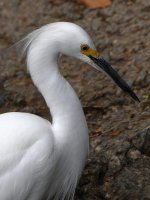 Egret3.jpg