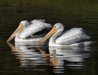 Pelican3.jpg
