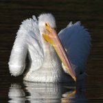 Pelican5.jpg