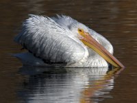 Pelican8.jpg