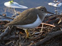 Sandpiper.jpg