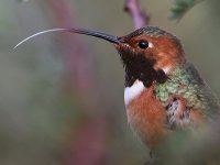 Hummer19.jpg